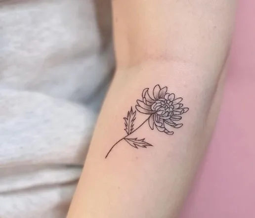 15 Most Beautiful Chrysanthemum Tattoo Designs, Chrysanthemum tattoo minimalist, Chrysanthemum Forearm Tattoo, Delicate Chrysanthemum Tattoo, Blooming Chrysanthemum tattoo, Chrysanthemum Flower Outline tattoo,