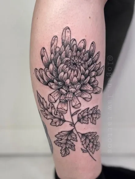 15 Most Beautiful Chrysanthemum Tattoo Designs, Chrysanthemum tattoo minimalist, Chrysanthemum Forearm Tattoo, Delicate Chrysanthemum Tattoo, Blooming Chrysanthemum tattoo, Chrysanthemum Flower Outline tattoo,