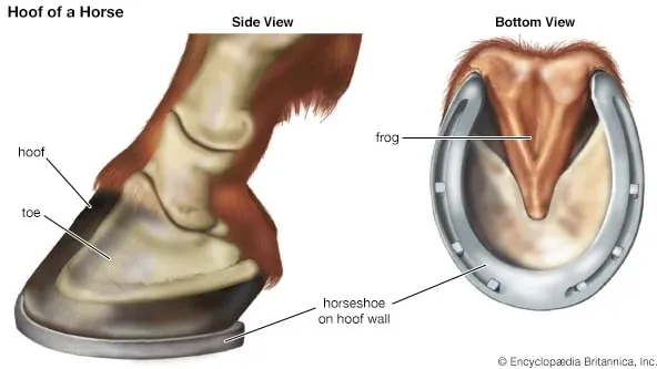 history of horseshoe idea