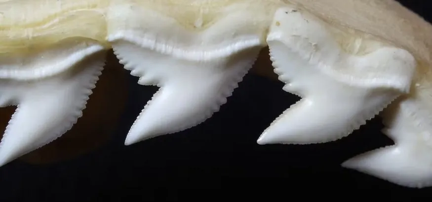 meaning of a shark tooth tattoo