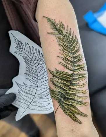 tree fern tattoo tree fern tattoo