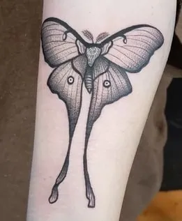 atlas moth tattoo design